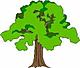 Arborists and other tree related topics