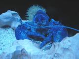 BluLobsta's Avatar