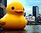 Wireduck1