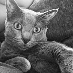 Satchyl's Avatar