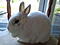rabbit's Avatar